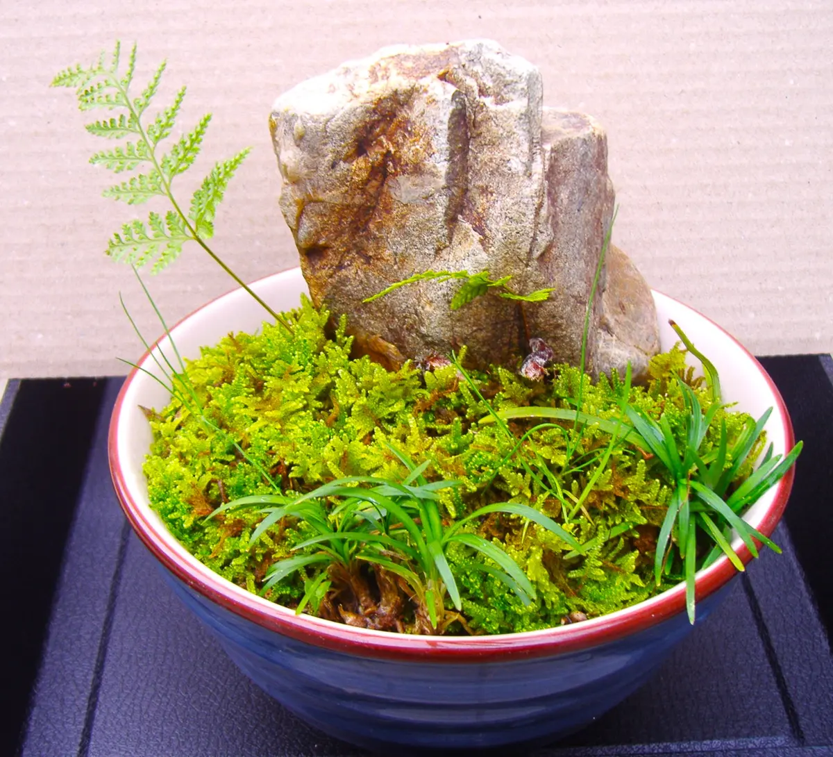 トキワシノブ（2）： 百均丼で寄せ植えモドキ＜3＞｜園芸日記by団塊