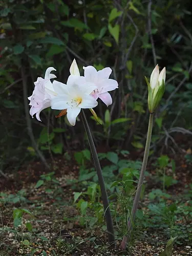 belladonna ベラドンナとヒガンバナ｜園芸日記byreosaku｜みんなの趣味の園芸｜115131