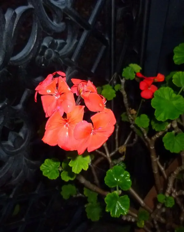 ゼラニウムの日記一覧|ほんわか猫さんの園芸日記-みんなの趣味の園芸
