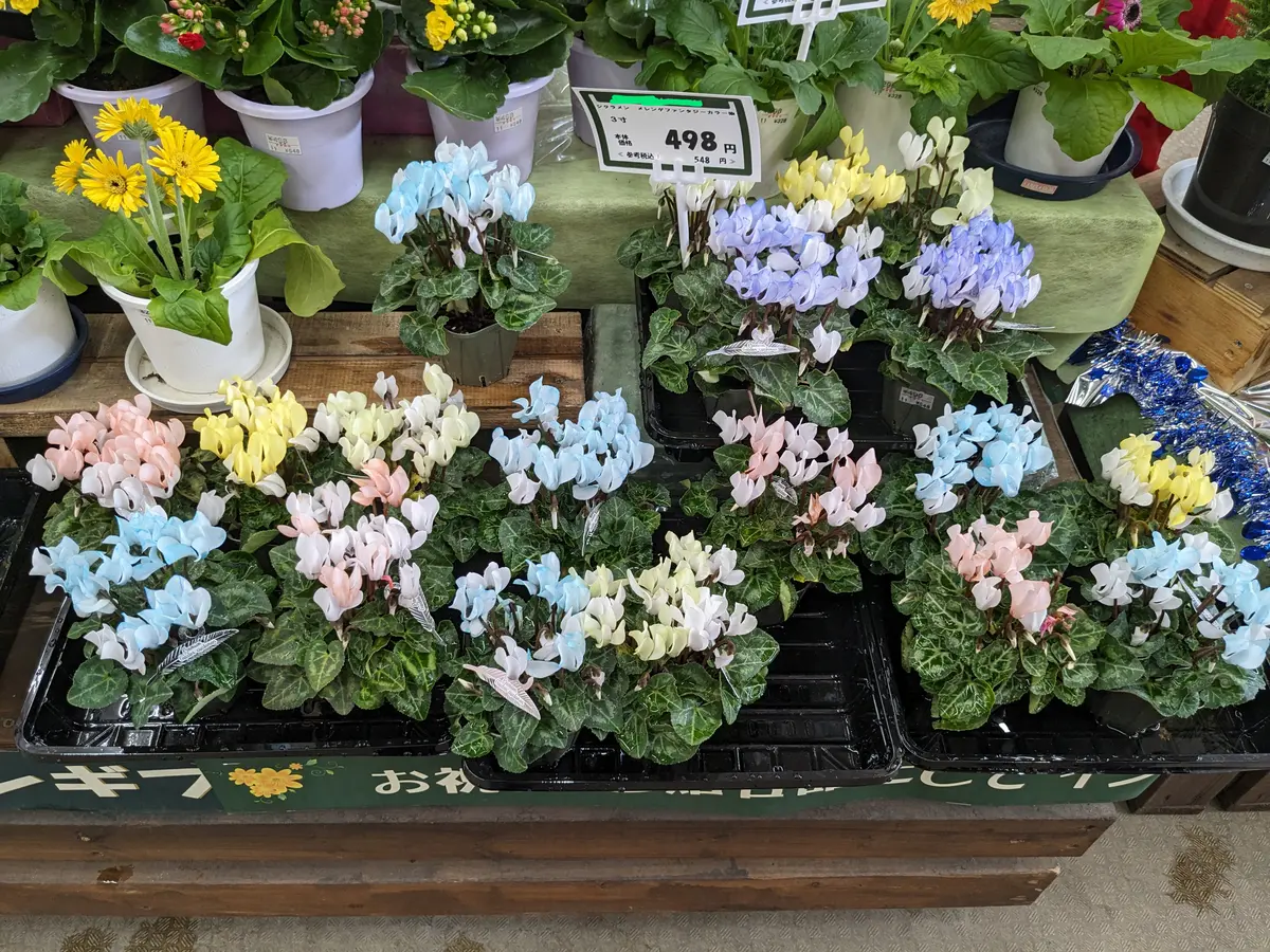 シクラメン 月下 底面給水5寸鉢ごと 苗 植物 ショップ シクラメン 月下