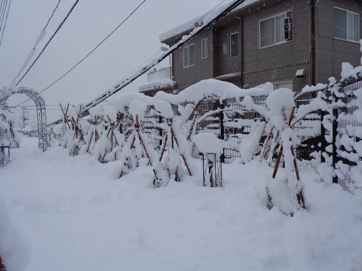 1晩で40cmの雪 [i:252]｜園芸日記byたねたね｜みんなの趣味の園芸