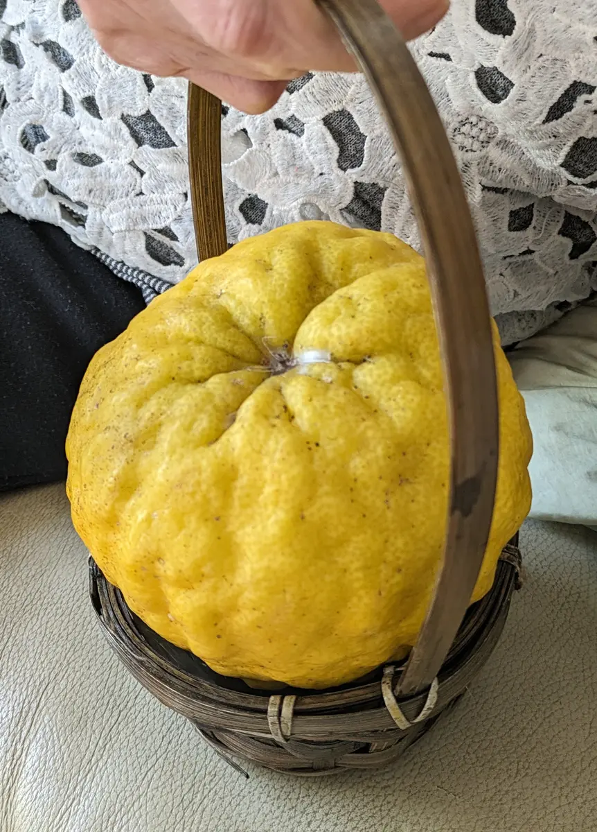 黄色の柚子の鉢植え 約1.5メートル　獅子柚子 黄色の柚子の鉢植え 約1.5メートル 獅子柚子 獅子ゆず（鬼ゆず） 邪気を