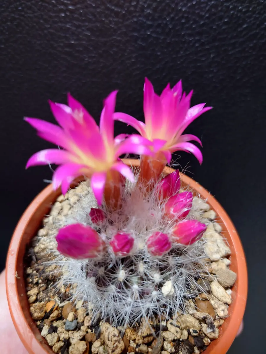 サボテン　ネオポルテリア　ワーゲンナッティー、3頭 サボテン ネオポルテリア｜園芸日記bymeme1969｜みんなの趣味の園芸