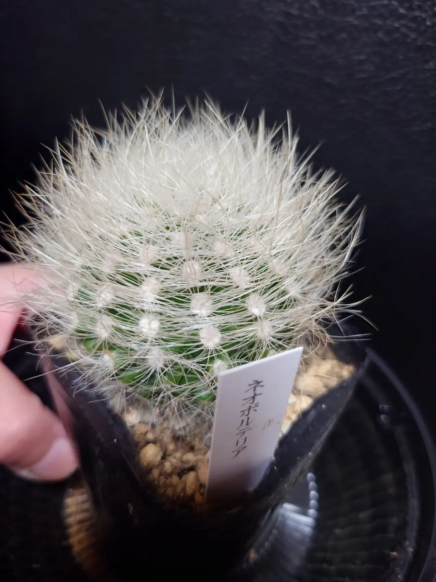 サボテン ネオポルテリア｜園芸日記bymeme1969｜みんなの趣味の園芸