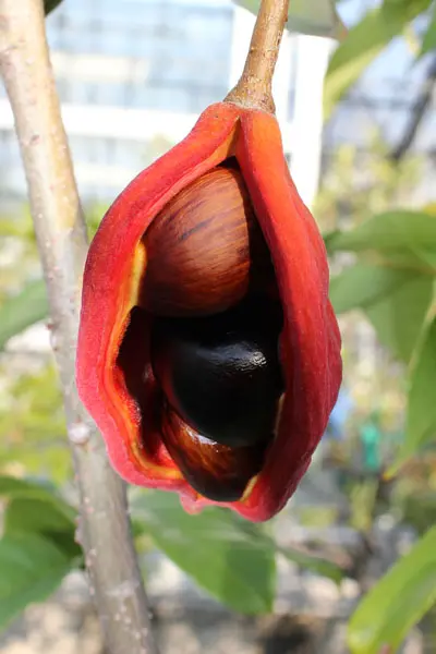ピンポンノキに実がなりました～｜園芸日記by咲くやこの花館｜みんなの