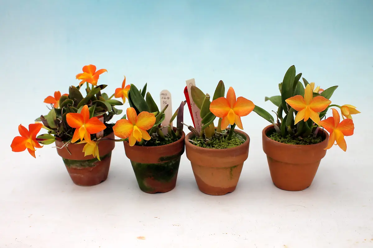 C.coccineaの日記一覧|zoroviviさんの園芸日記-みんなの趣味の園芸