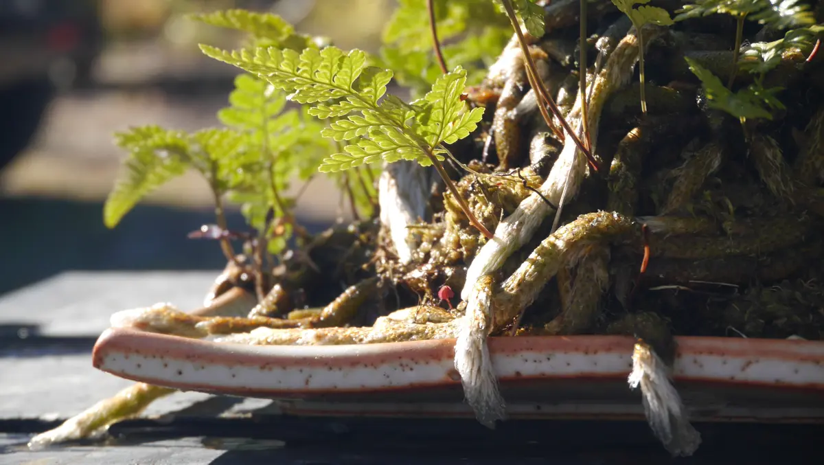 トキワシノブの育て方❔｜園芸日記byshinji70｜みんなの趣味の園芸