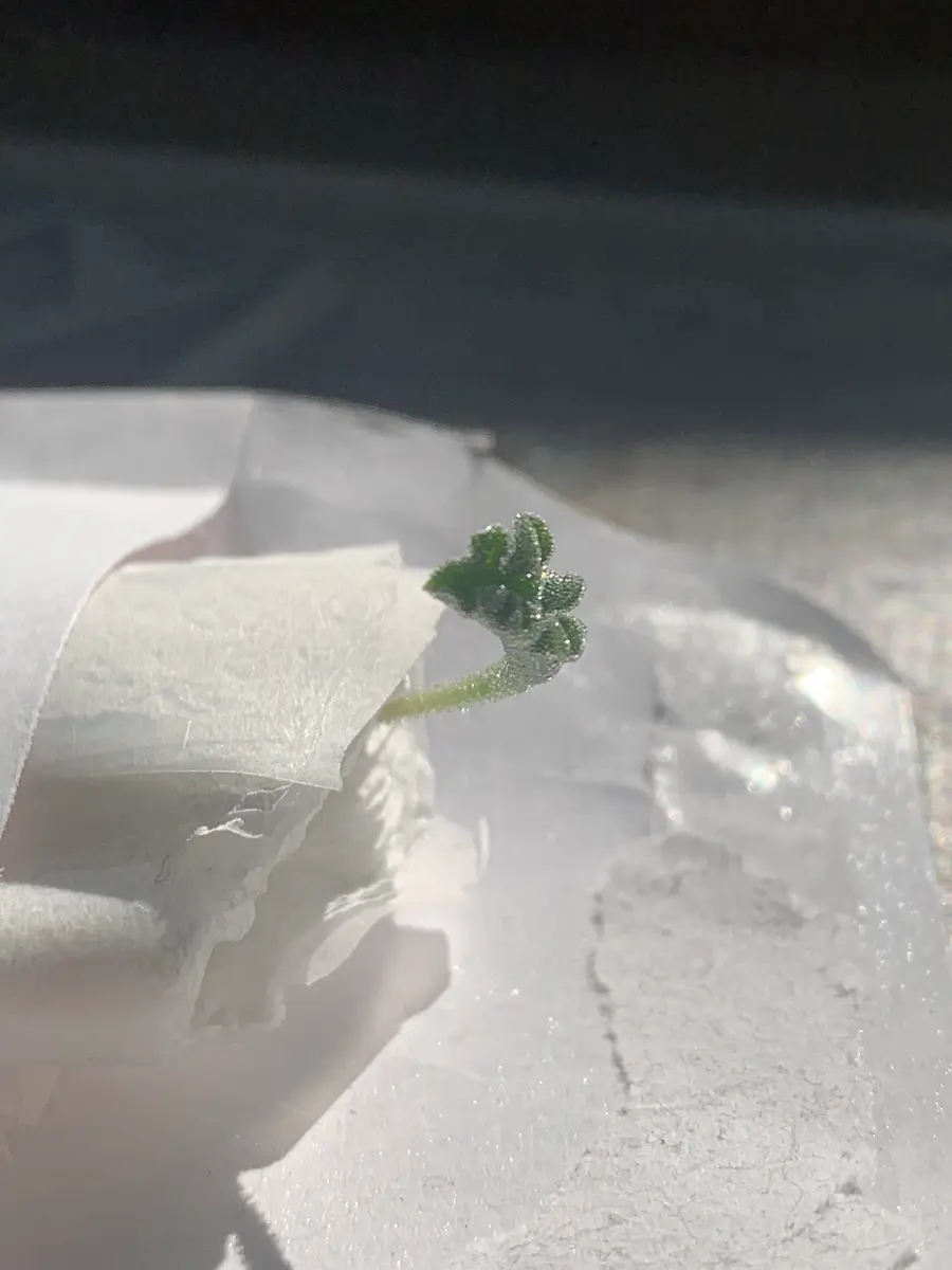 エリオスペルマム チタノプソイデス / グラキリス パキプス アガベ エリオスペルマム・チタノプソイデス｜園芸日記byubugeri｜みんなの