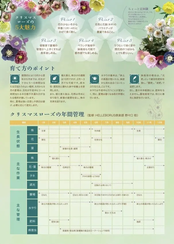 クリスマスローズお問い合わせフォーム 園芸ネット本店｜クリスマスローズ：*グレイスプリマドレス5号鉢 の