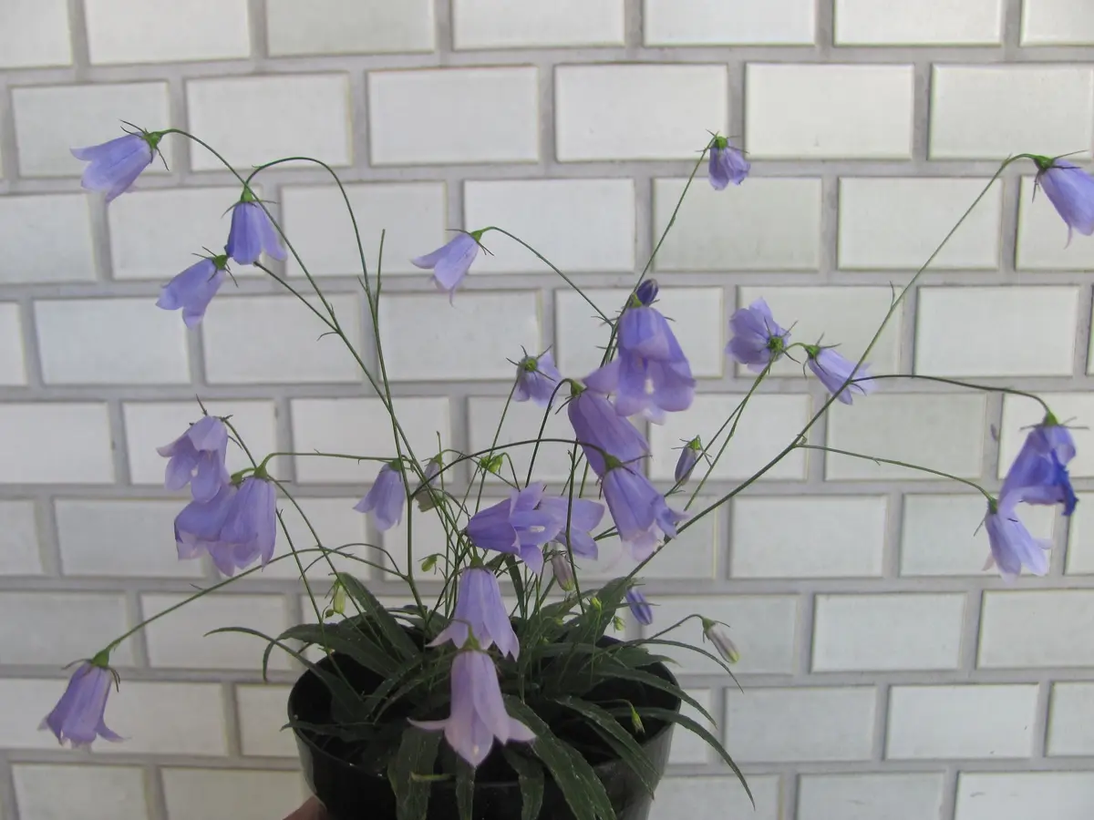 イワシャジン｜園芸日記byねむりねこ｜みんなの趣味の園芸｜115496