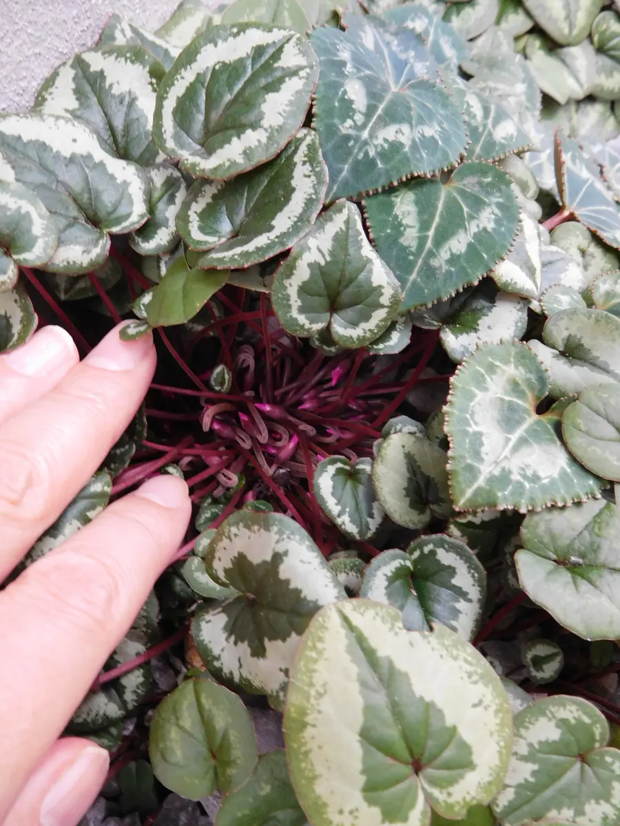 シクラメンのそだレポ（栽培レポート）｜植物図鑑｜みんなの趣味