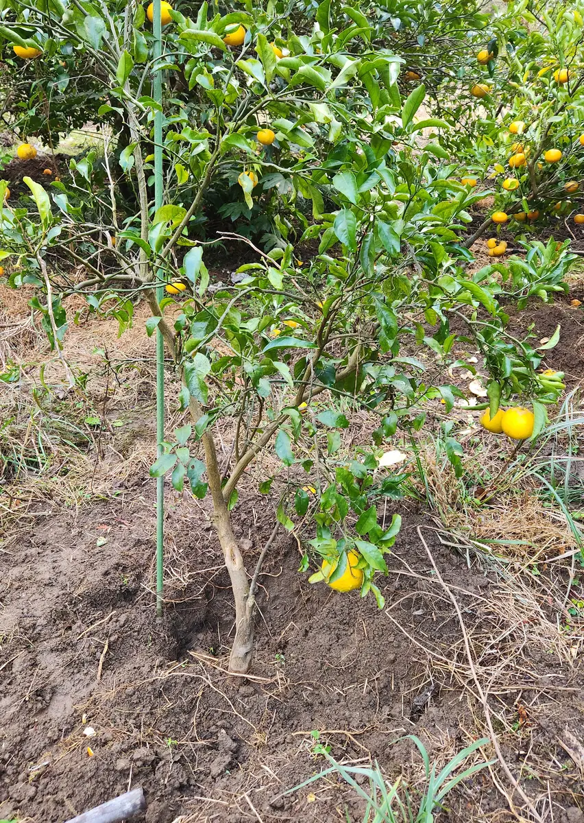 一度も口に入ったことのない星タンゴール！｜園芸日記by果物屋 Toshi