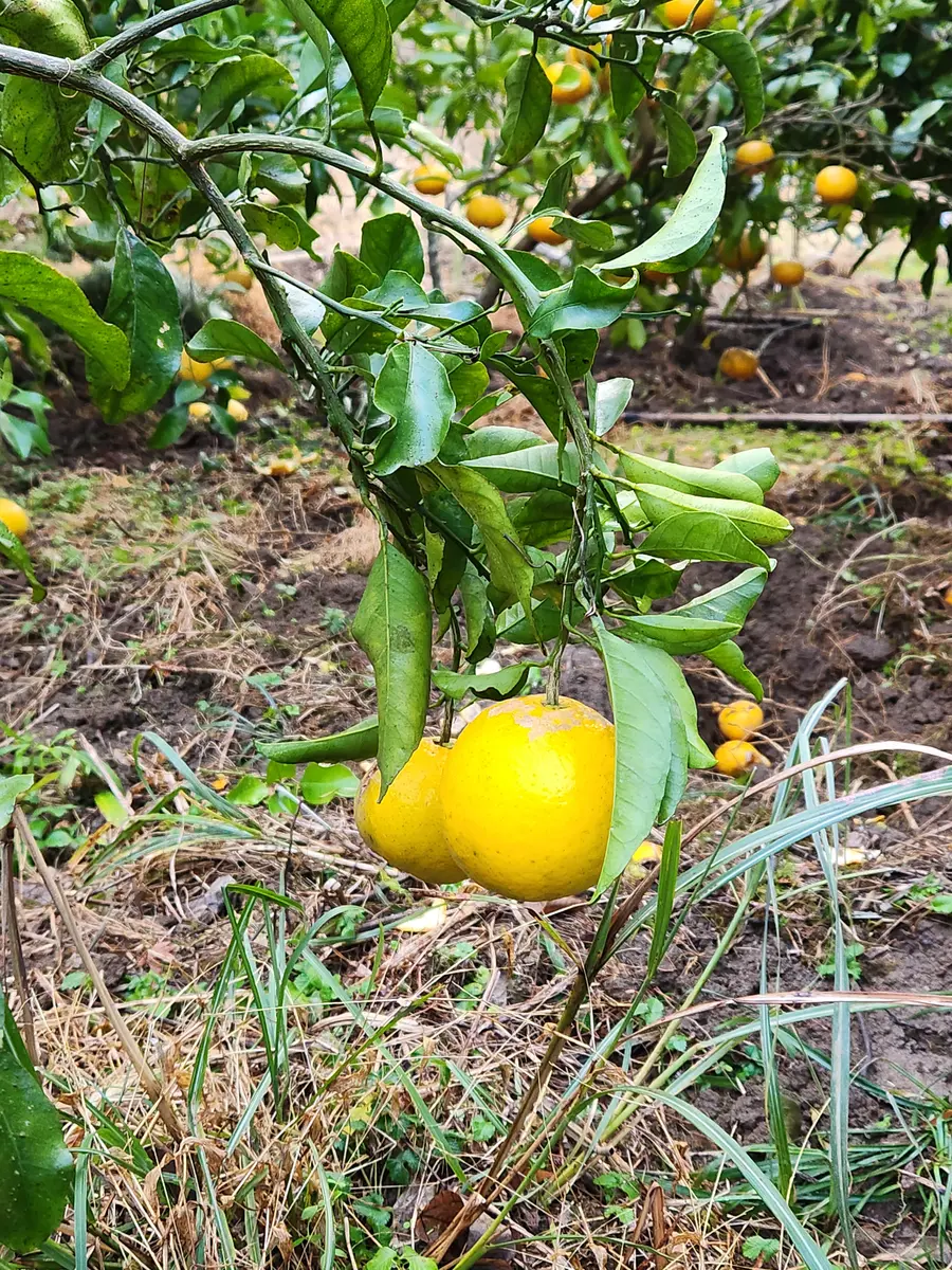 一度も口に入ったことのない星タンゴール！｜園芸日記by果物屋 Toshi