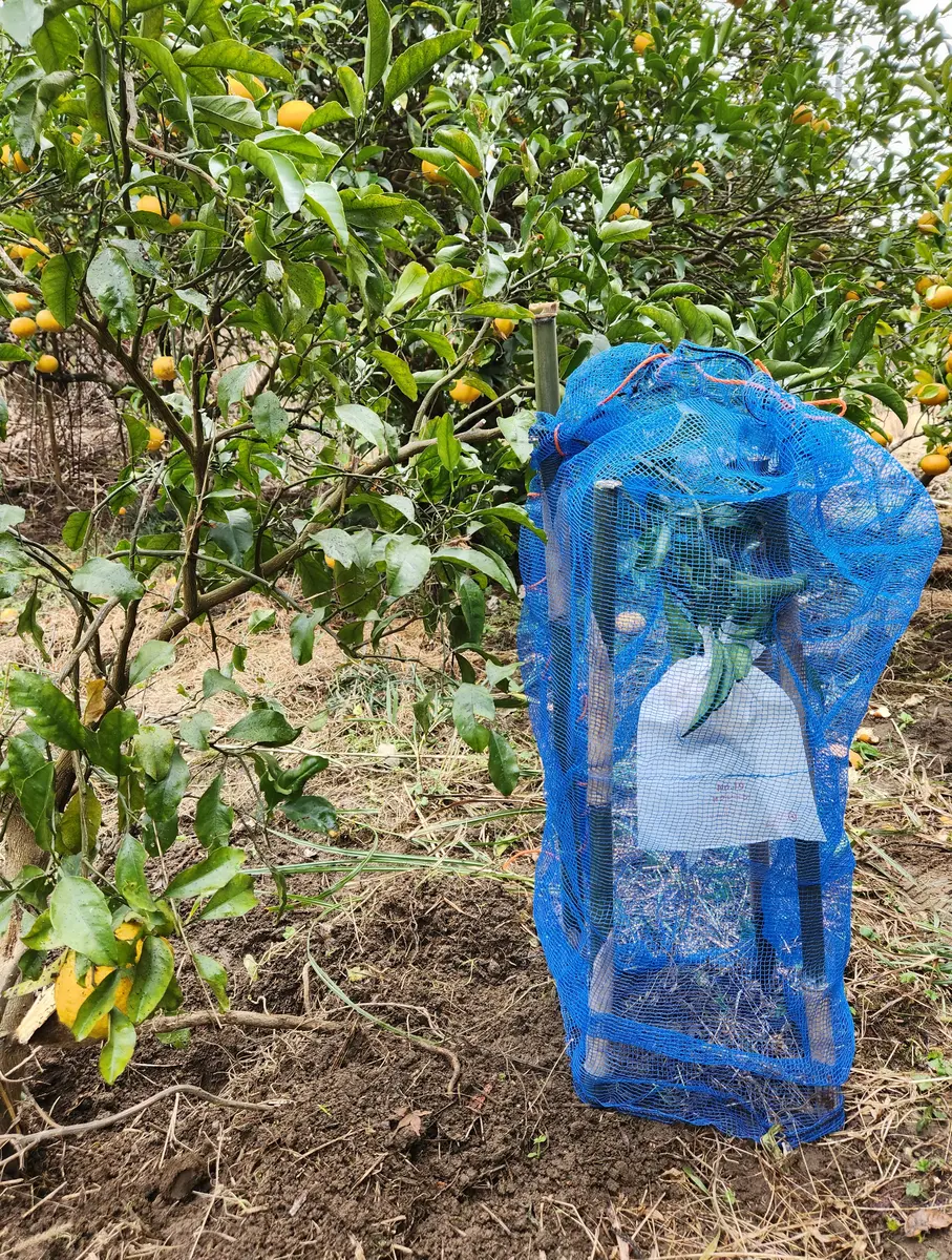 一度も口に入ったことのない星タンゴール！｜園芸日記by果物屋 Toshi