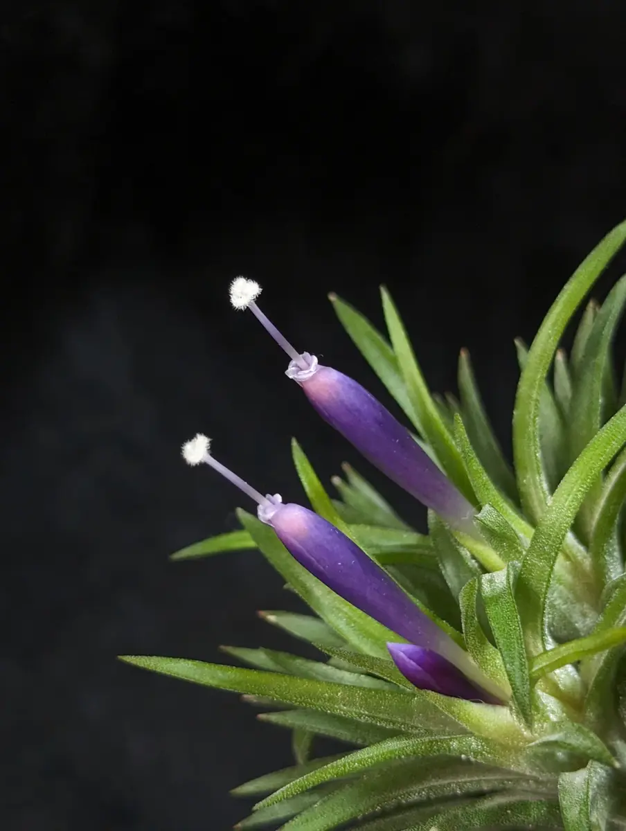 チランジア初花開花💜｜園芸日記byぷぅ｜みんなの趣味の園芸｜1155189