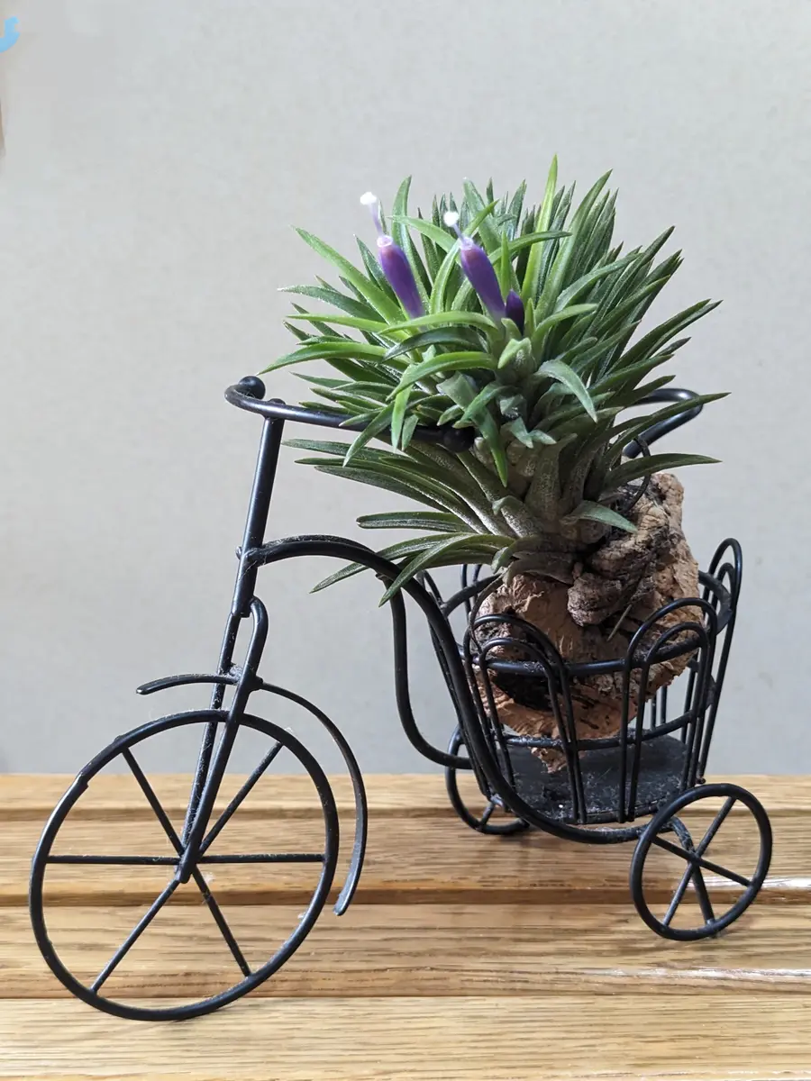 チランジア初花開花💜｜園芸日記byぷぅ｜みんなの趣味の園芸｜1155189