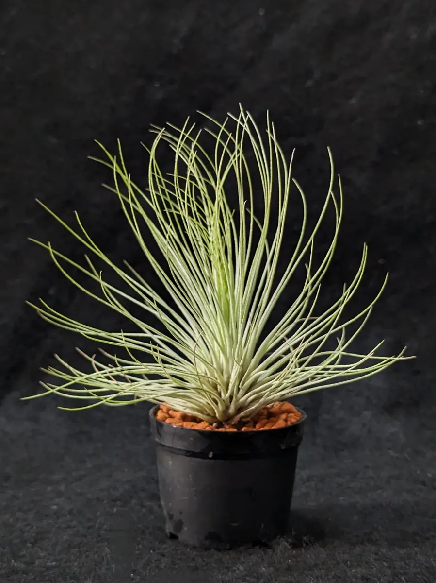 チランジア初花開花💜｜園芸日記byぷぅ｜みんなの趣味の園芸｜1155189