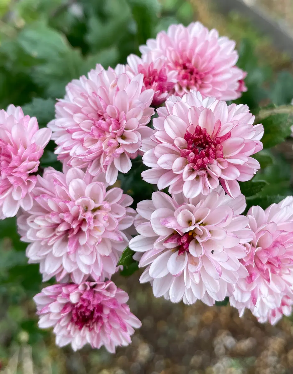 ピンク系小菊　秋咲き ピンク系小菊 秋咲き 精の咲 | 菊の育種、種苗販売。イノチオ精