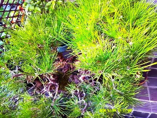 実生黒松」3本寄せ植え、今も、石付き約50年育成中！｜園芸日記 