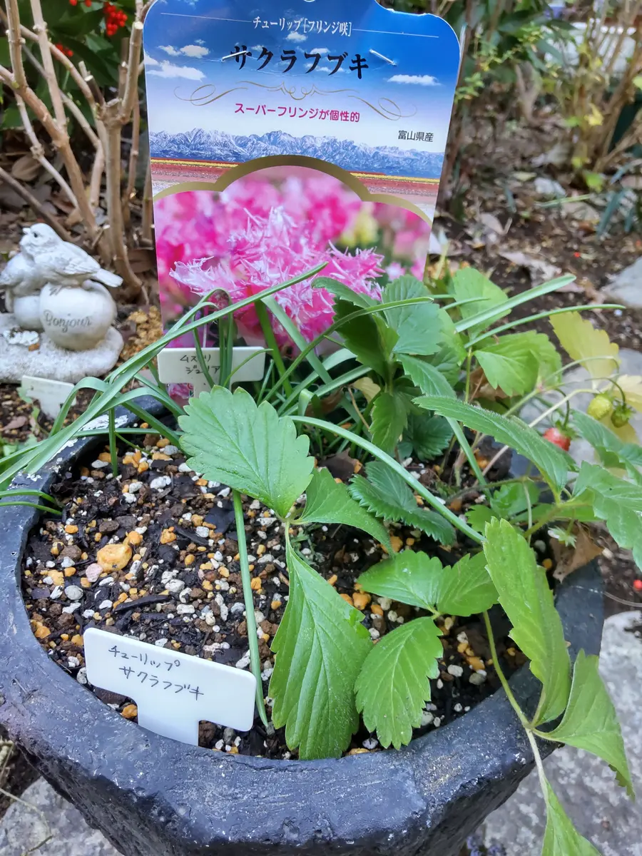 チューリップ球根植え付け🌷②|園芸日記byビスケ|みんなの趣味 チューリップ球根植え付け🌷②|園芸日記byビスケ|みんなの趣味