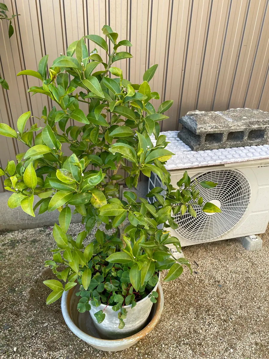 タネから育ちました｜園芸日記byぶるくん｜みんなの趣味の園芸｜1155961