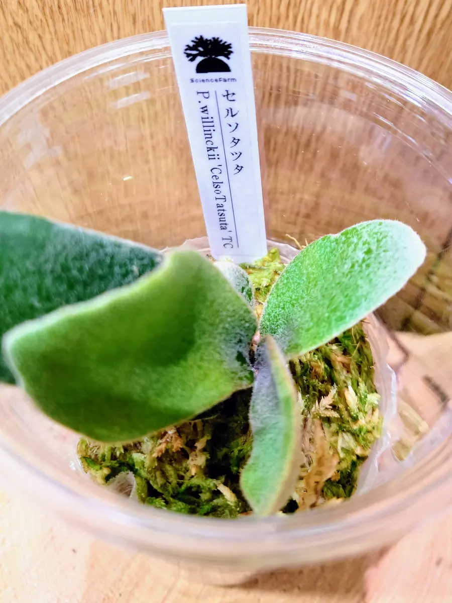 【値下げ交渉可】ビカクシダ／P.celso／セルソタツタ／中株 ビカクシダ セルソタツタoc