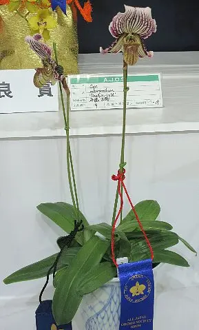 パフィオペディラムの日記一覧|レプトさんの園芸日記〔2ページ目 パフィオペディラムの日記一覧|レプトさんの園芸日記〔2ページ目
