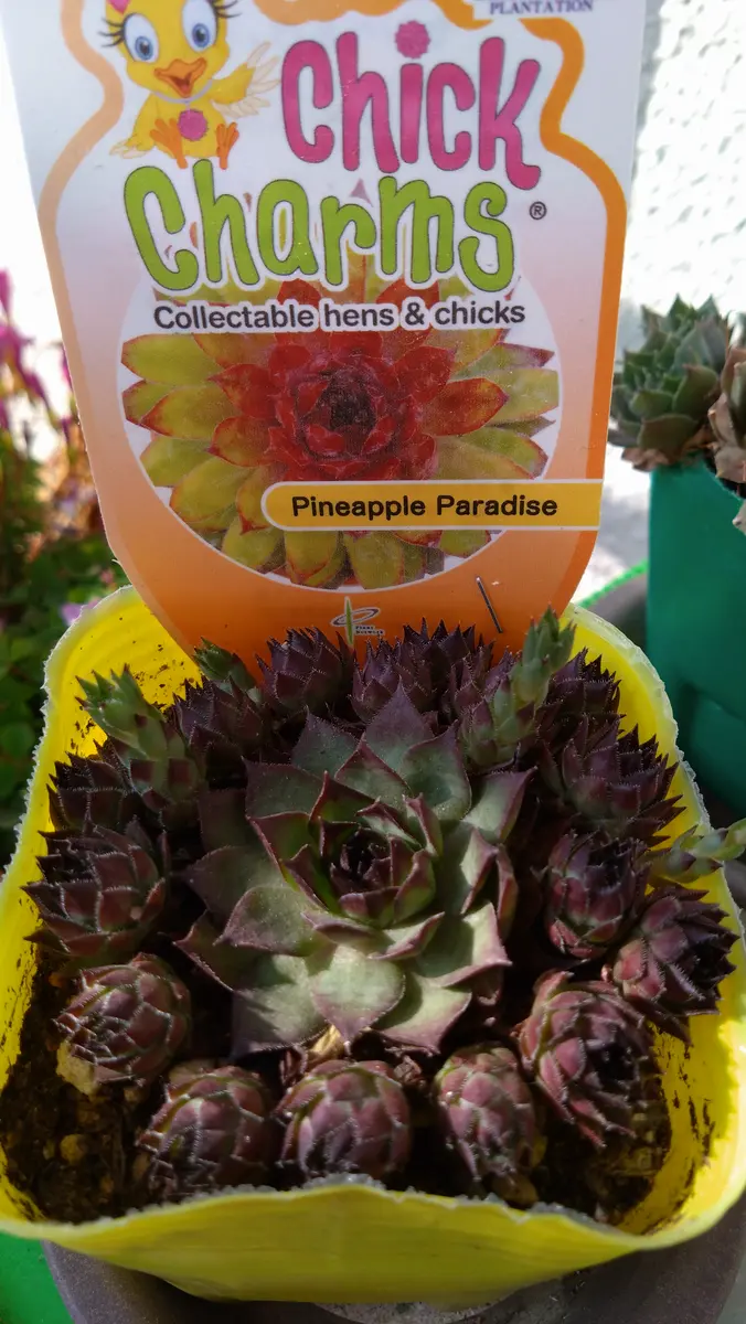 多肉植物 センペルビウム パシフィックグリーンローズ 子株出始め No