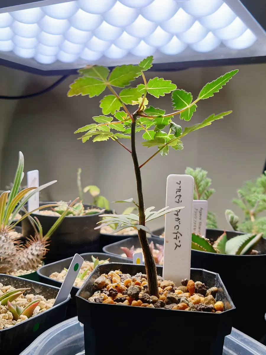 茂ってきた、ブルセラ・ファガロイデスさん。｜園芸日記byPlantskafka