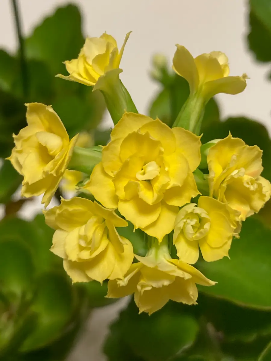カランコエ｜園芸日記byリンチャムジェイ｜みんなの趣味の園芸｜1157238
