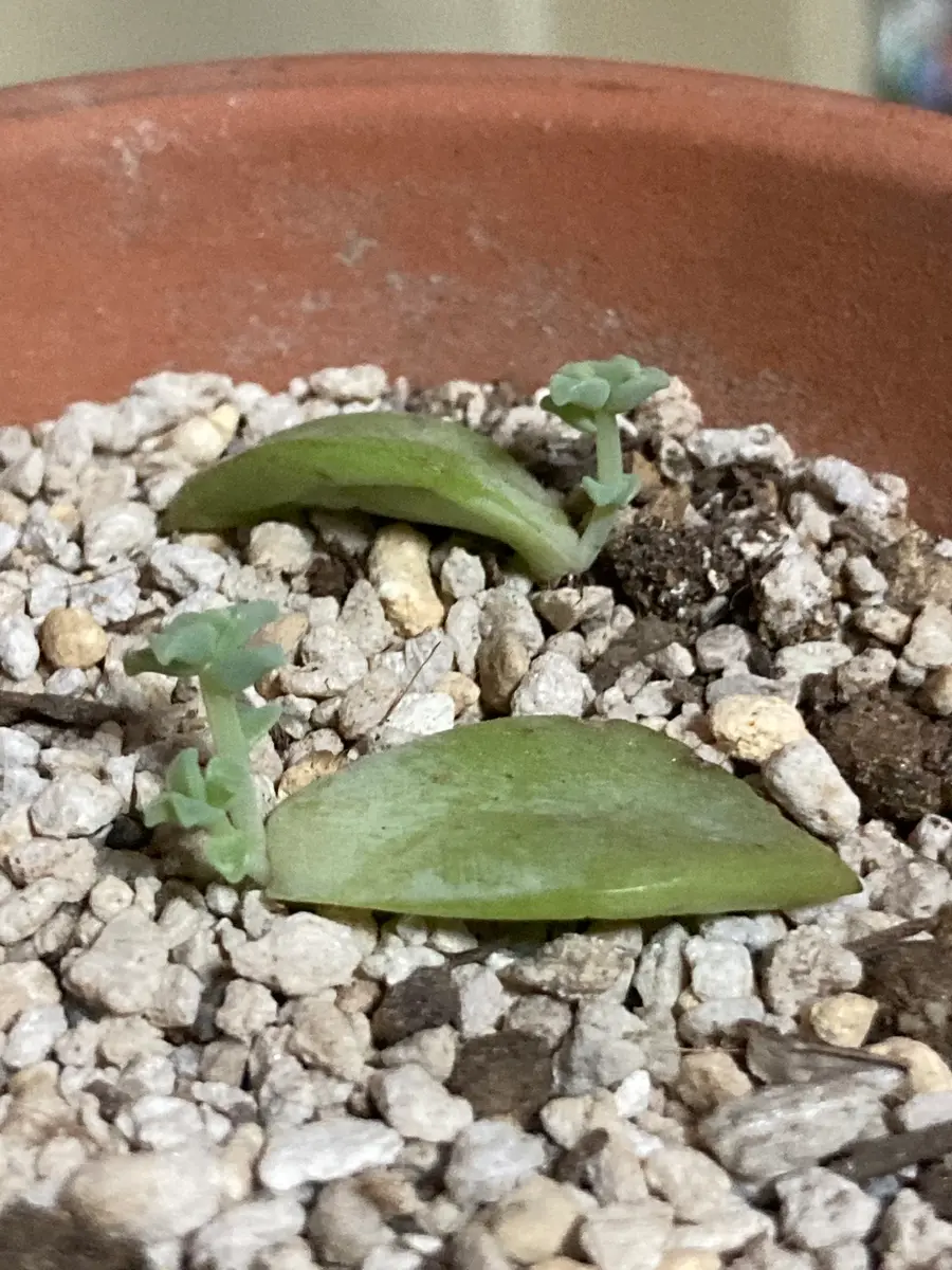多肉植物の葉挿し 植え付け｜園芸日記bymeiko.｜みんなの趣味の園芸