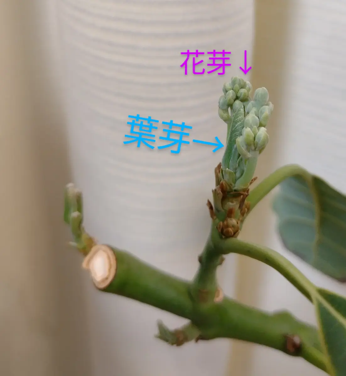 専門店では アボカド デユーク 花芽付き （アボカド デューク7 | パライゾの その他