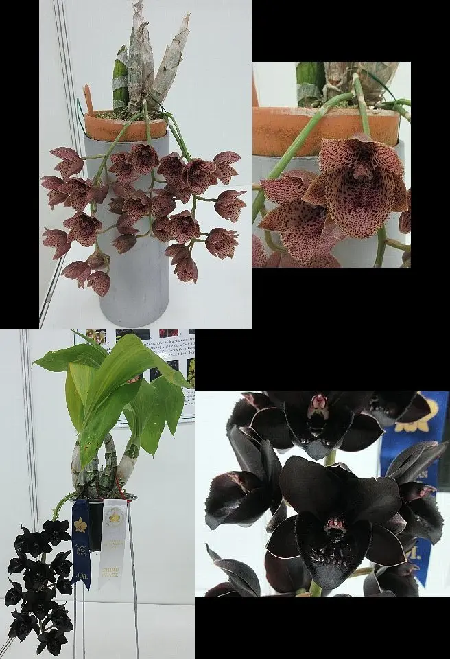 サンシャインらん展2024 その12（特別展示 その2）｜園芸日記by