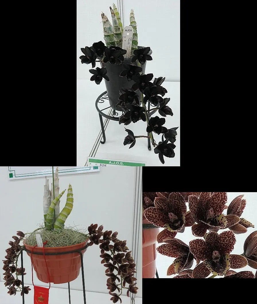 サンシャインらん展2024 その12（特別展示 その2）｜園芸日記by