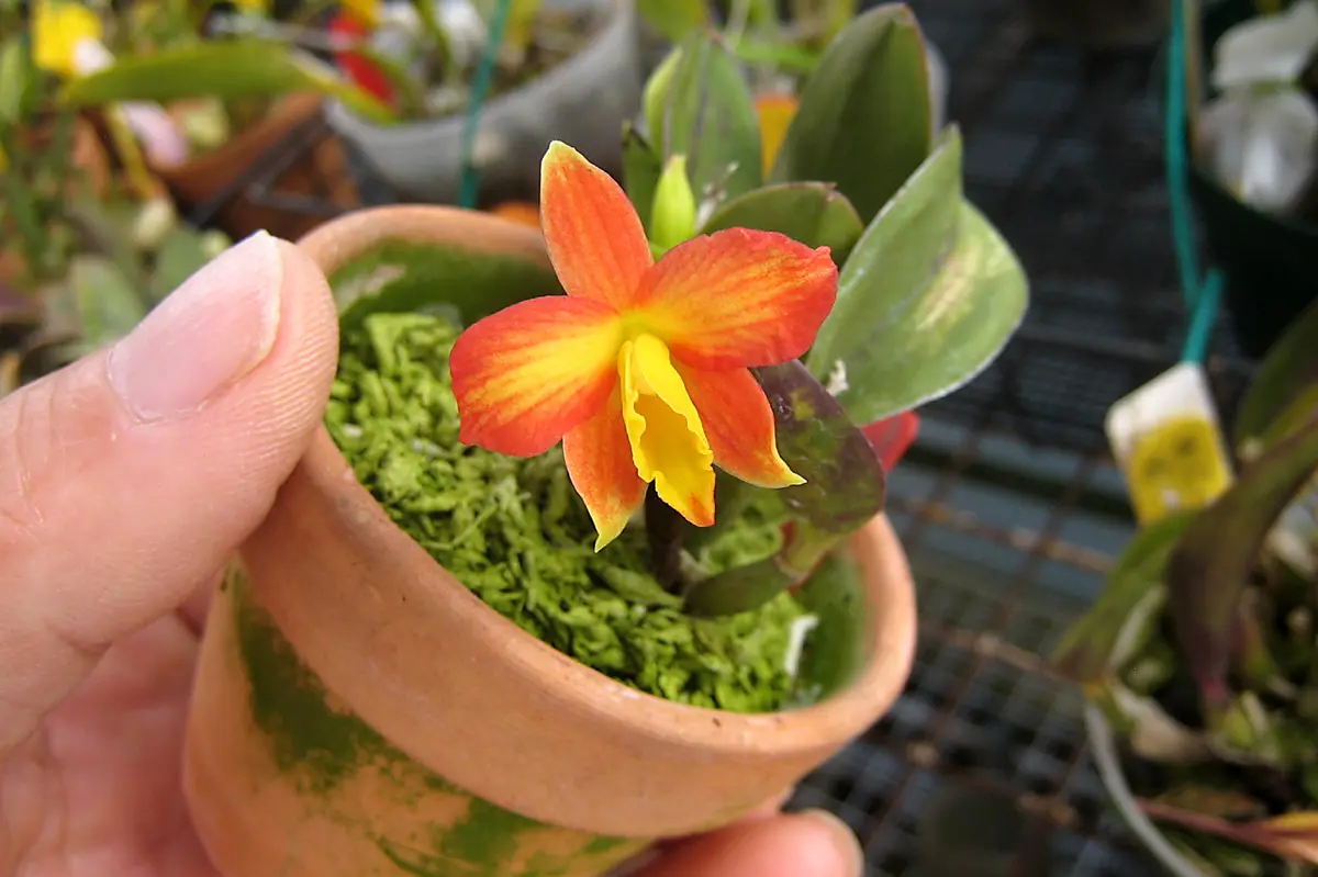CameChlo | C. coccinea f. aurea（カトレア コクシネア オーレア）