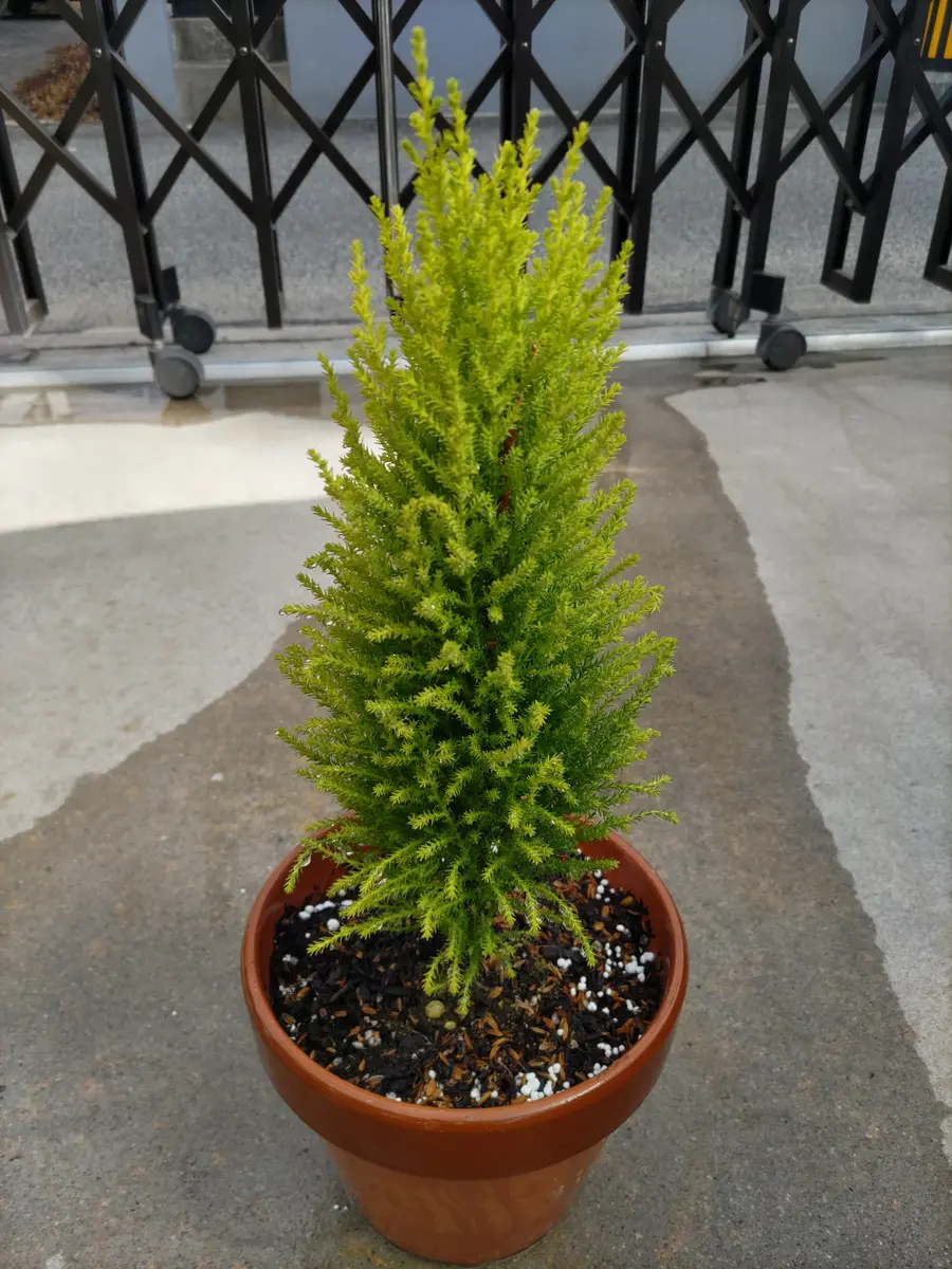 1／13コニファー鉢上げφ(..)｜園芸日記byホルスタイン｜みんなの