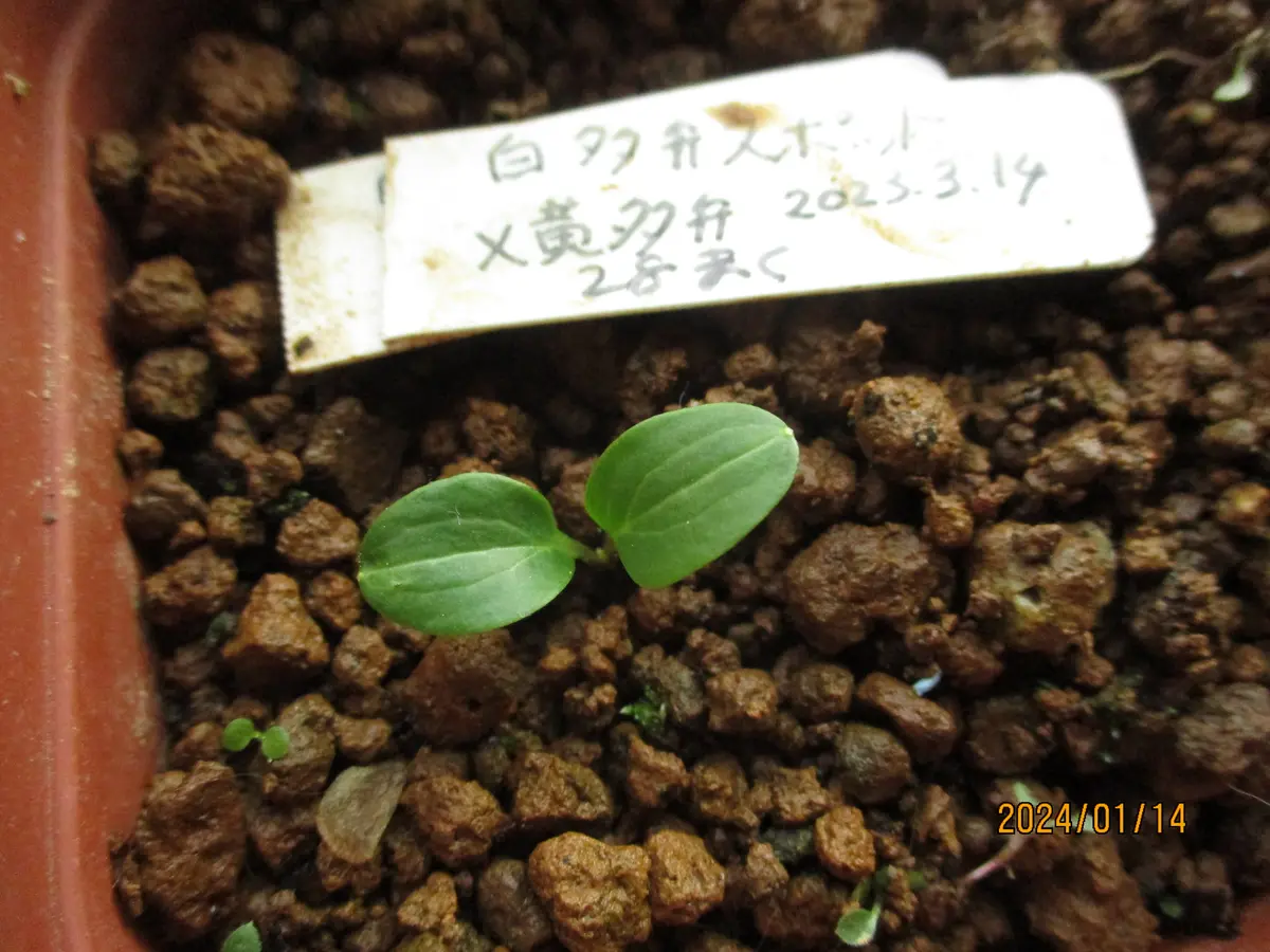 双葉の豆鉢　4つ 双葉の豆鉢4つ