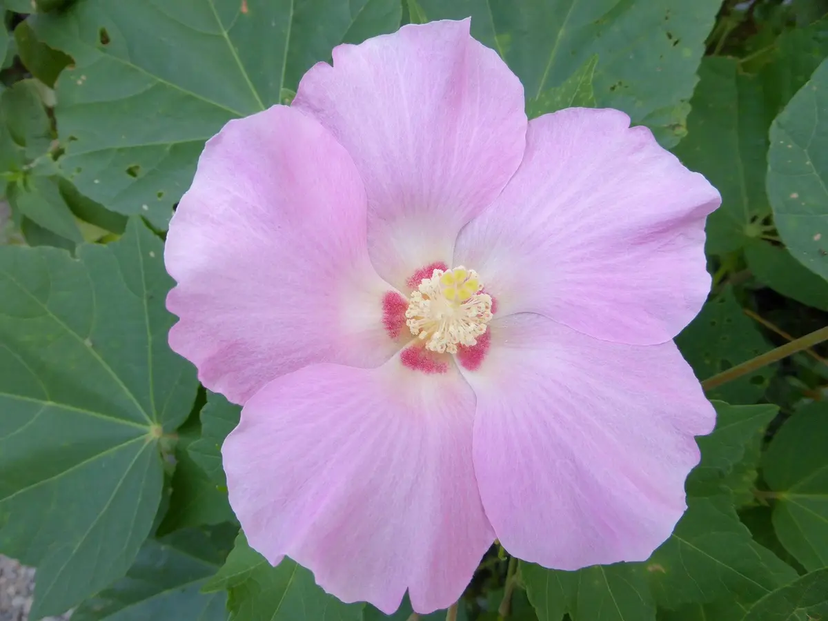初めての芙蓉。｜園芸日記byhayachan｜みんなの趣味の園芸｜115785