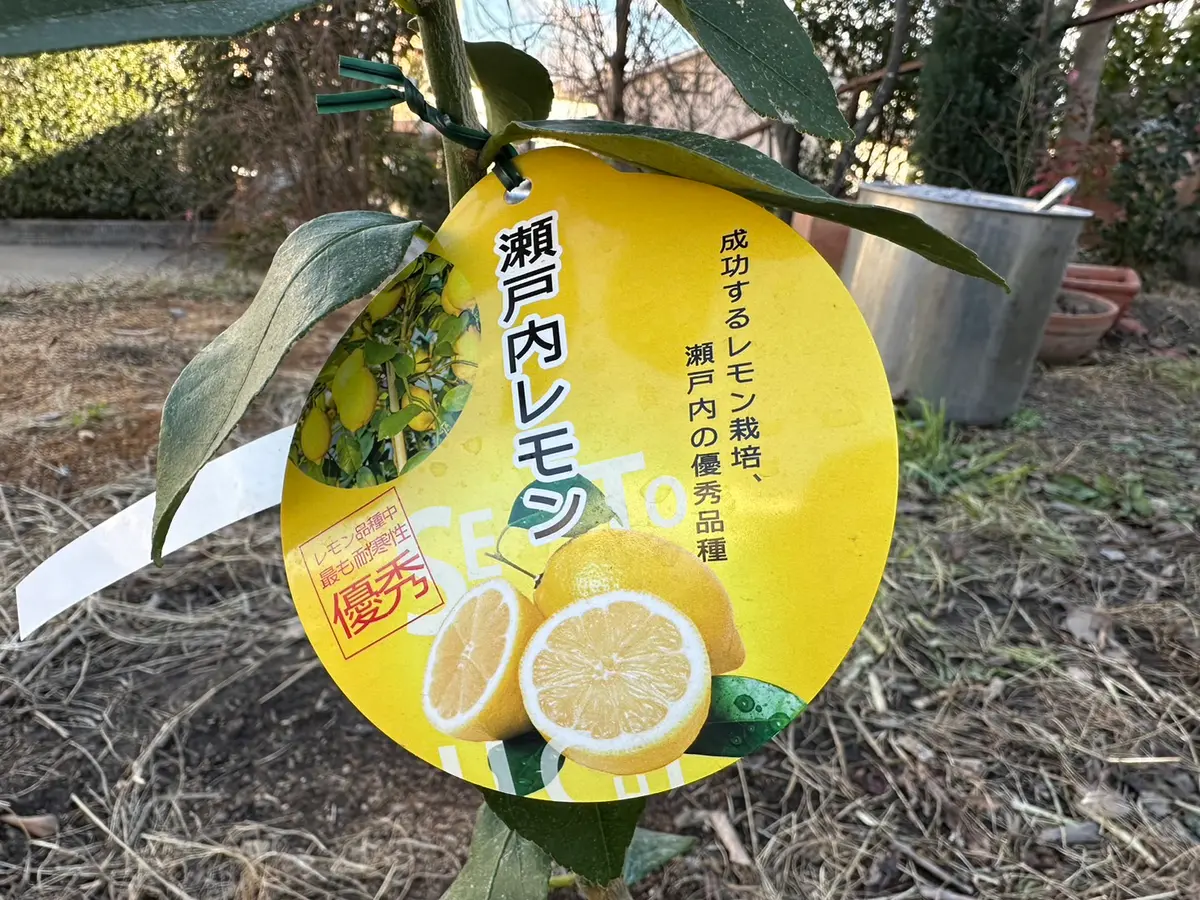レモン｜園芸日記byはたあきひろ｜みんなの趣味の園芸｜1158108