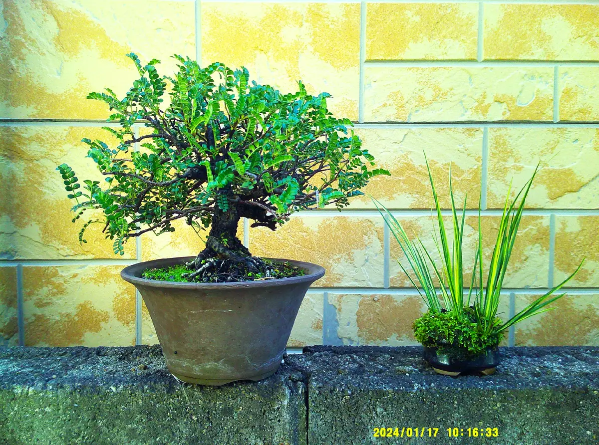 冬でも元気な盆樹『天皇梅（磯ザンショ）』2鉢（毛が実に葉にもある