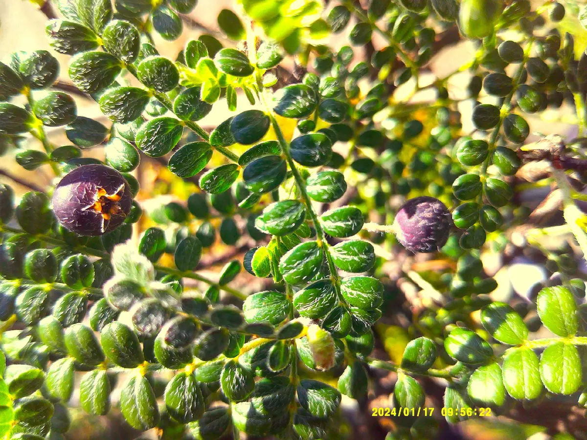 冬でも元気な盆樹『天皇梅（磯ザンショ）』2鉢（毛が実に葉にもある