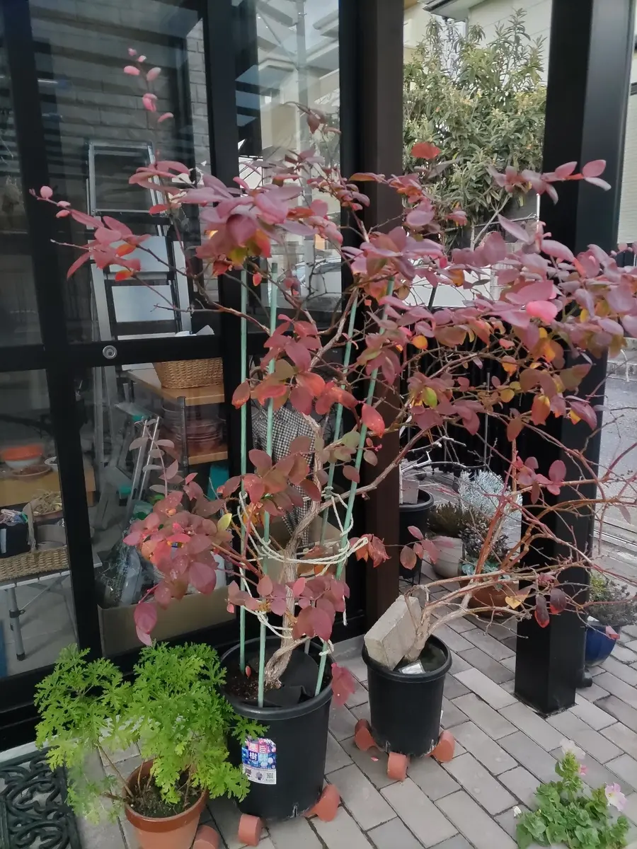 1／16昨シーズンの寄せ植え解体(っ・д・)＞＜｜園芸日記by