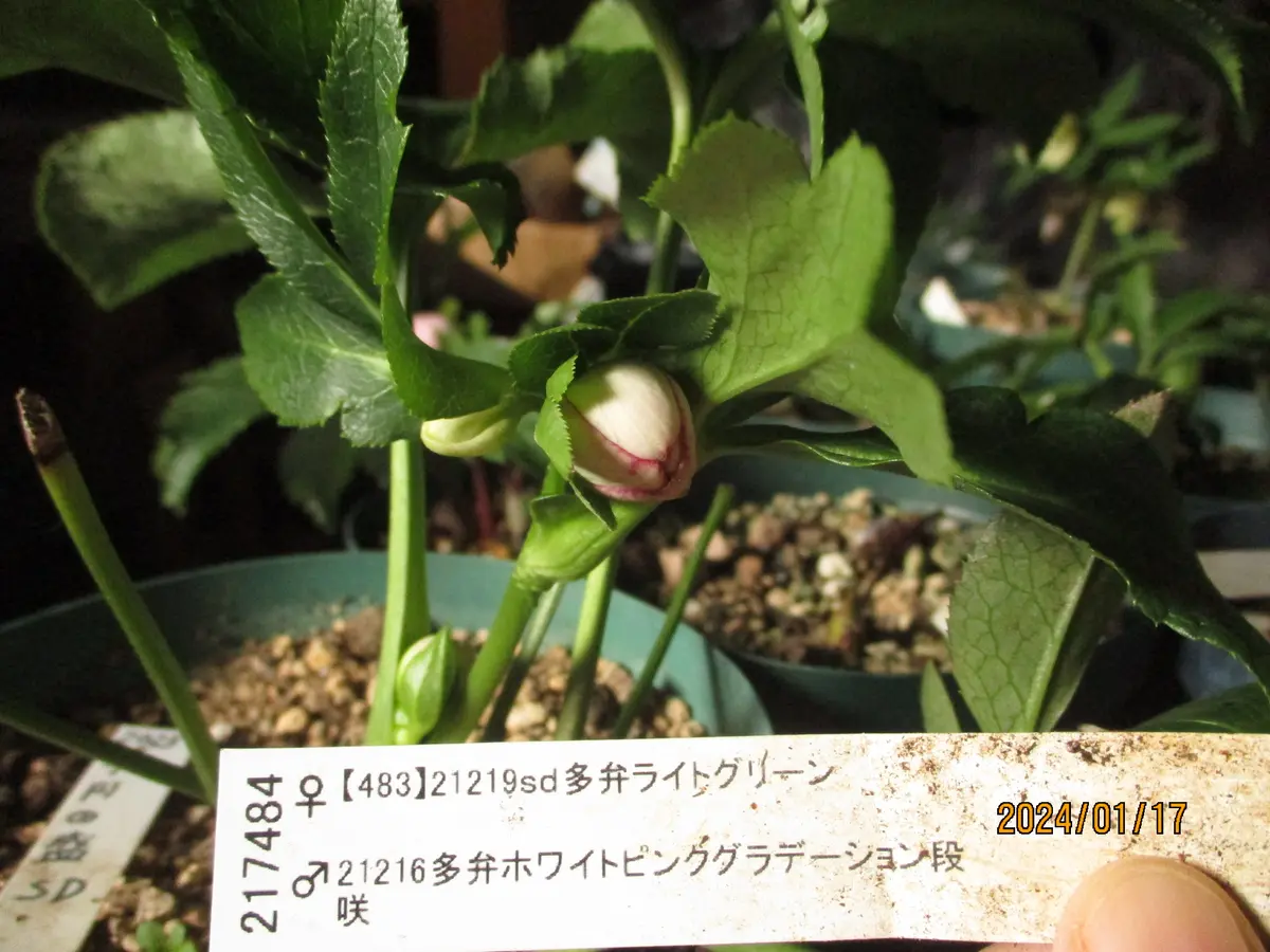 ☆クリスマスローズ☆セミダブル☆加藤農園☆ラベル無☆５号鉢 楽天市場】加藤 農園 クリスマス ローズの通販