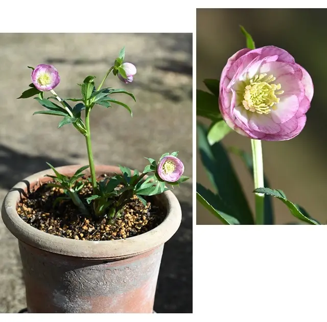 クリスマスローズの鉢植えの日記一覧|有島 薫さんの園芸日記〔3ページ目 クリスマスローズの鉢植えの日記一覧|有島 薫さんの園芸日記〔3ページ目
