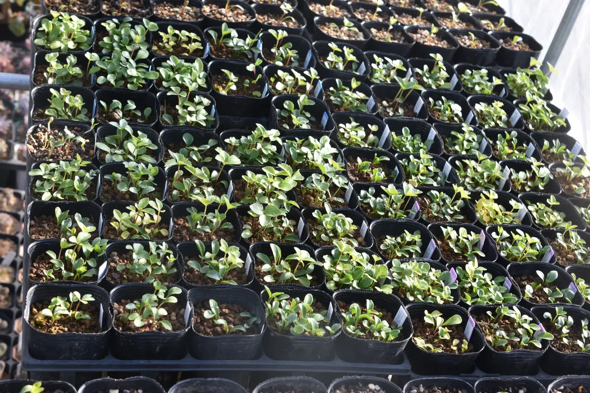 早期発芽苗 本葉三枚目｜園芸日記bysaita｜みんなの趣味の園芸｜1158604