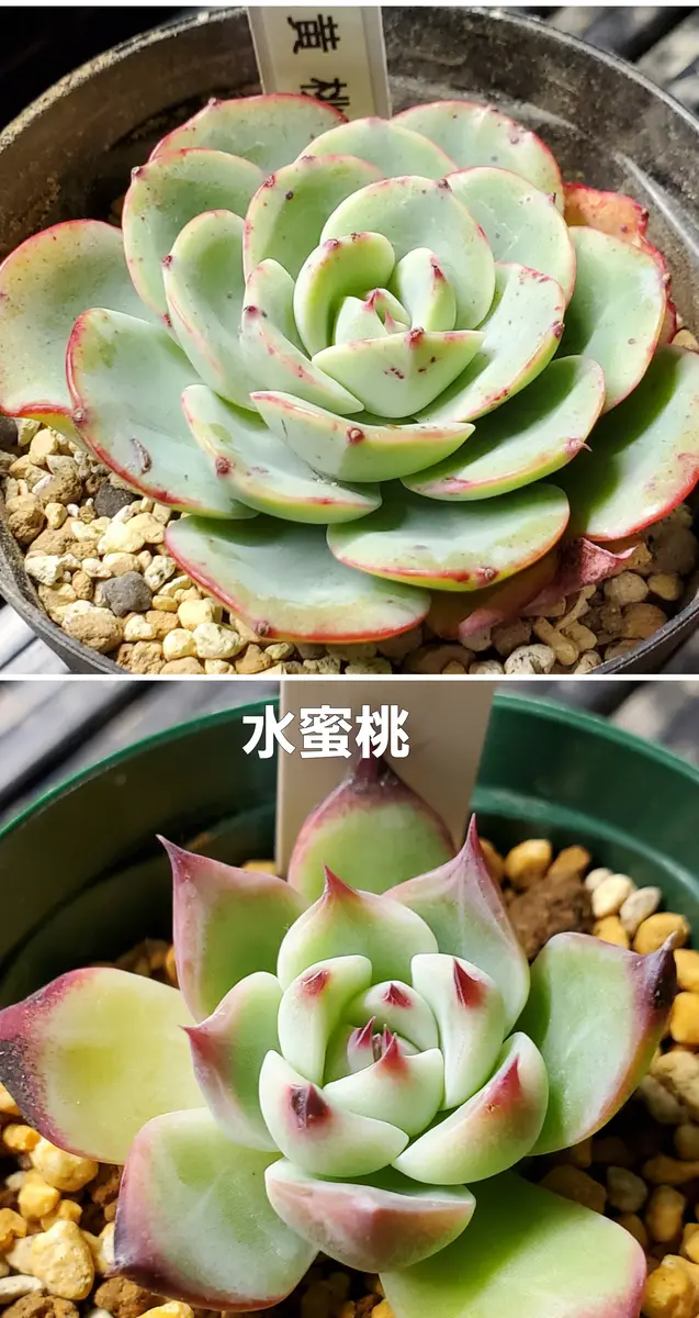 新入荷 レア新品種 アエオニウム 水蜜桃 錦 (2株セット) 法師錦