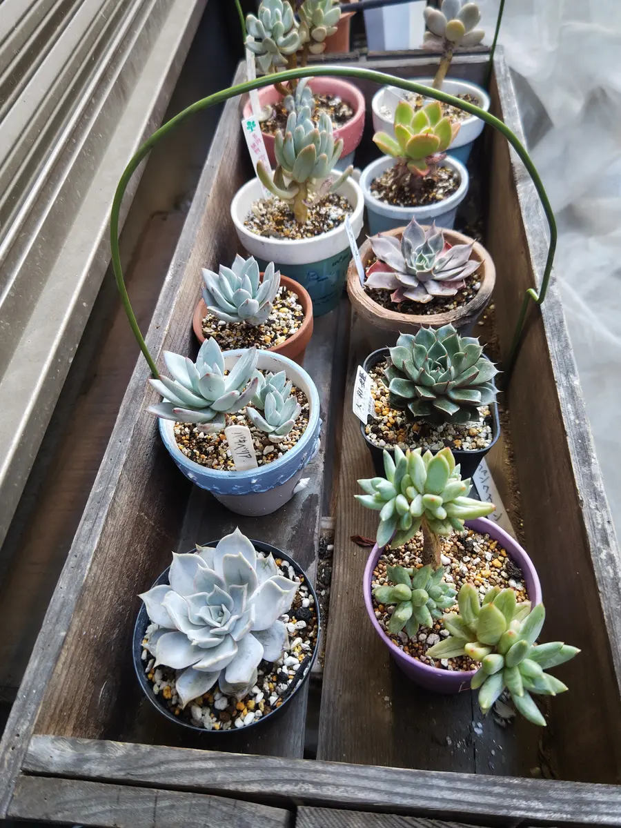 軒下多肉に水をやる｜園芸日記bywhitebear｜みんなの趣味の園芸｜1158735