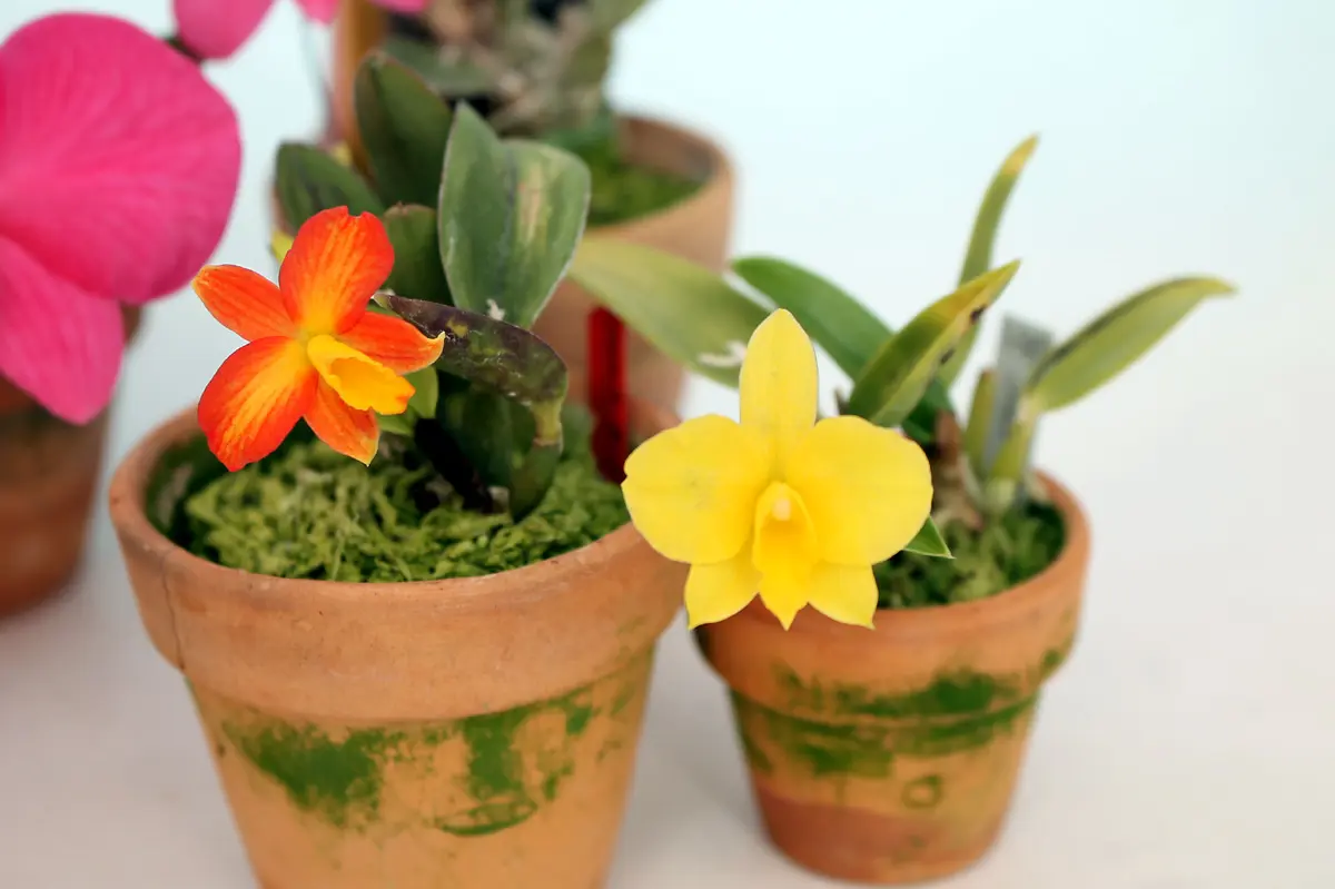 カトレア コクシネア オーレアSoph. coccinea v.aureaラスト