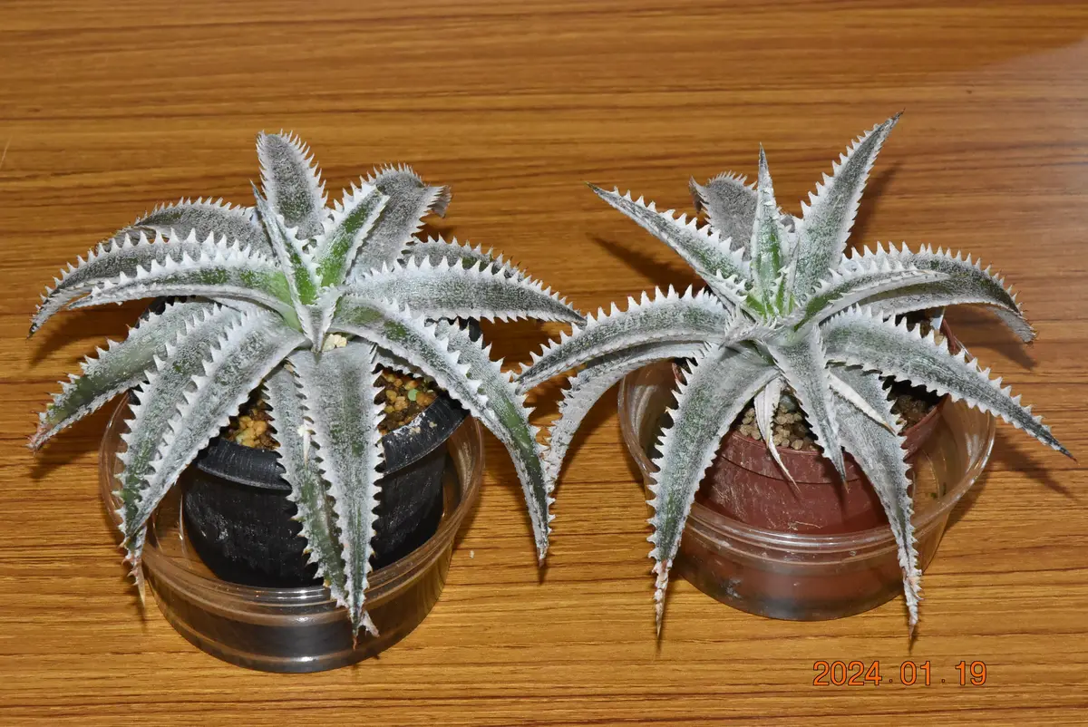 専用 ディッキア 発根済みカキ子（Dyckia（ディッキア）の子株