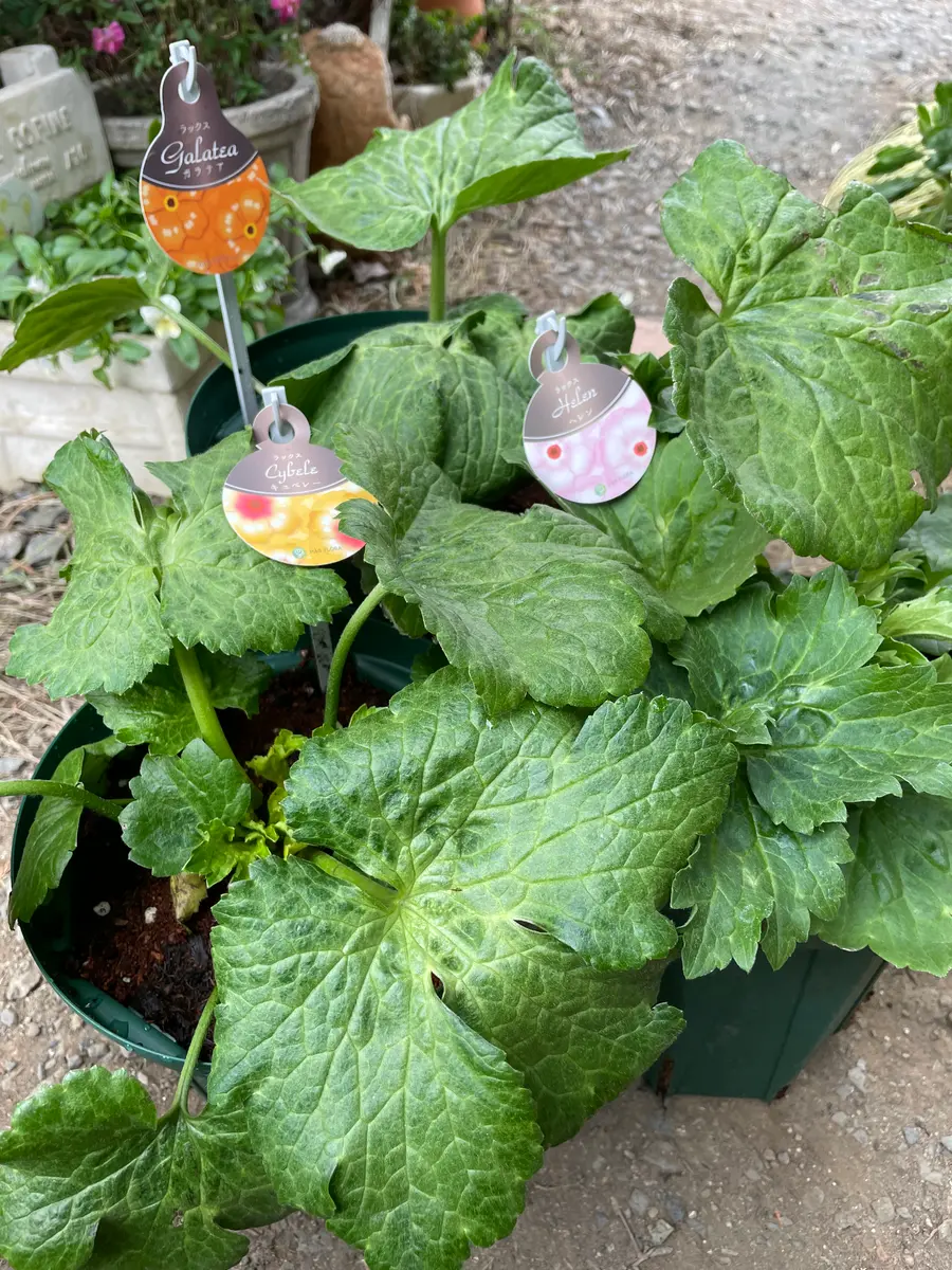 ラナンキュラスラックス 6種 ラナンキュラスラックス 6品種 ラナンキュラスラックス6品種追加｜園芸